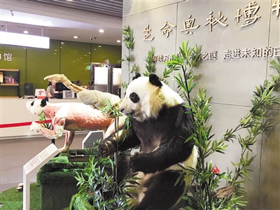 全球首只塑化大熊猫这样“复活”
